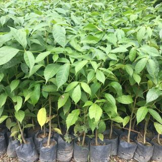 Cây kèn hồng cao 60-200cm.