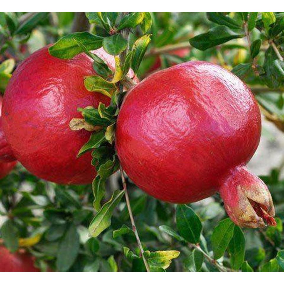 Hạt Giống Lựu Lùn Đỏ Đậm Ấn 10 hạt - tặng kèm hướng dẫn ươm hạt