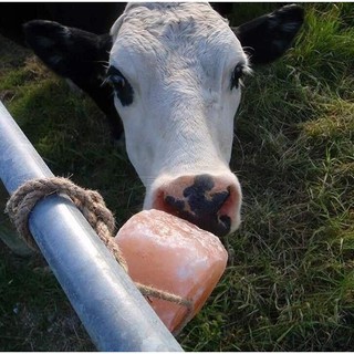 Đá Muối Liếm Himalaya Bổ Sung Khoáng Cho Gia Súc