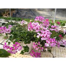 [Cây giống cấy mô] Combo 10 cây giống Hoa Phong Lữ Thảo Rũ, thiên trúc quỳ , Geranium- Trang Flower