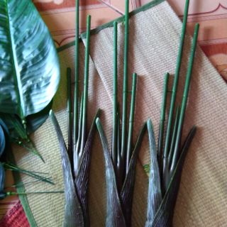 Cây chuối giả cảnh cao 1 met( kèm chậu)