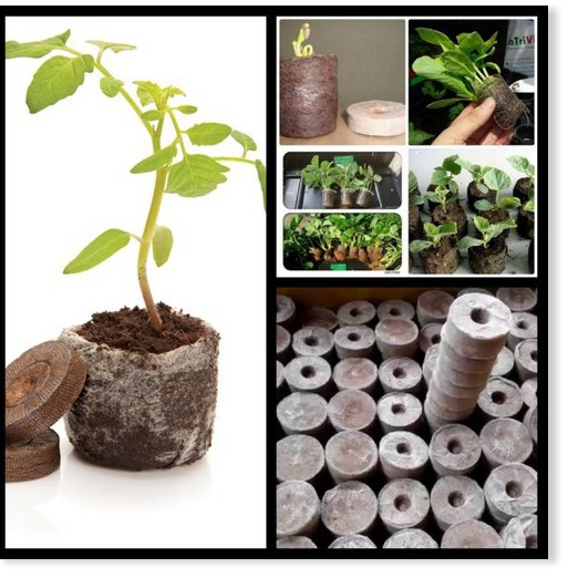 Combo 10 viên nén xơ dừa gieo hạt trồng cây