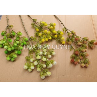 cành điểm trái chôm chôm