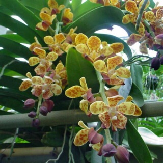 Cẩm báo rừng đang nụ 4 cây 100k .