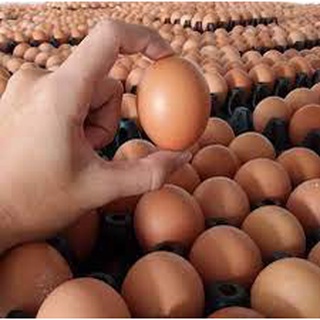 1 VỈ 10 TRỨNG GÀ CÔNG NGHIỆP