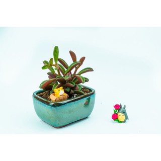 Chậu hỏa biến ang vuông thấp - Chậu trồng sen đá, xương rồng, cẩm nhung, bonsai mini