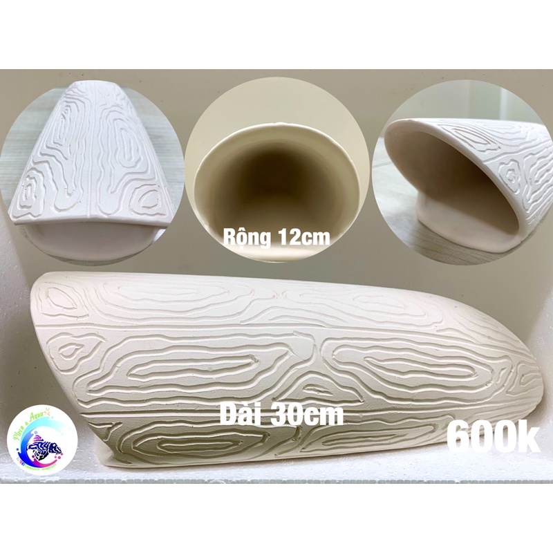 Hang Pleco “HANG SINH SẢN CÁ LỚN - 600K”