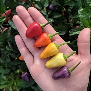 Cây Giống Ớt Ngũ Sắc