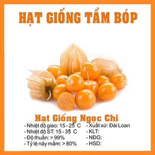 Hạt giống quả tầm bóp, thù lù - 30 Hạt
