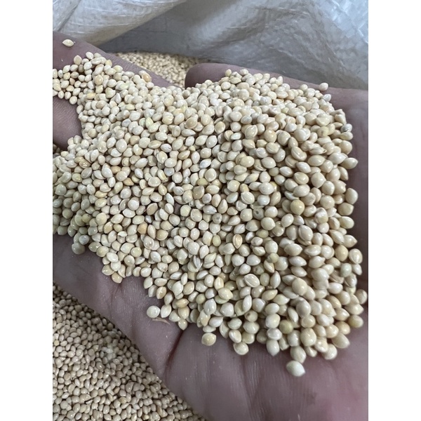 1Kg Hạt Kê Trắng Mỹ