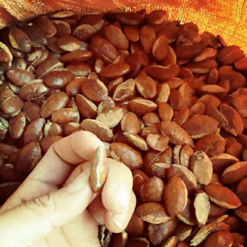 (1kg)hạt konia -hạt cày đặc sản rừng Tây Nguyên(chưa rang)