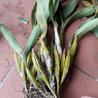 Hoa lan rừng. Tê  hoa là hoàng lạp