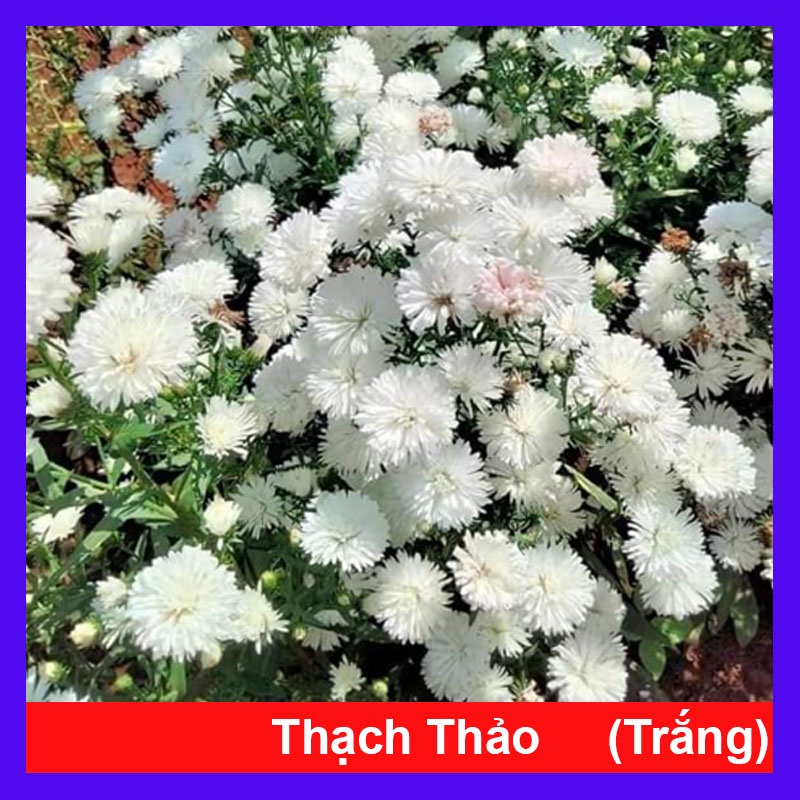 Cây Hoa Thạch Thảo  - cây cảnh để bàn - caykiengsadec