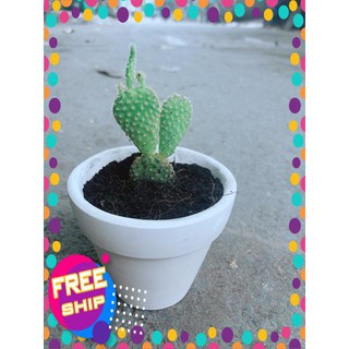 Chậu Xương Rồng Tai Thỏ Mini