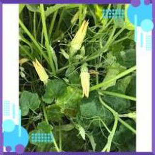 HẠT GIỐNG BÍ SIÊU NỤ GÓI 10 GRAM