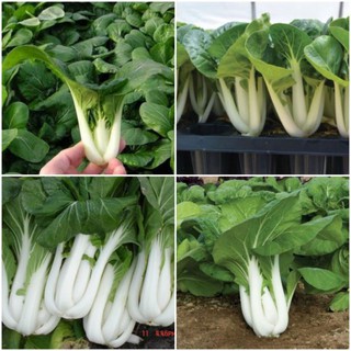 [Big Sale] Hạt giống cải pokoy trắng