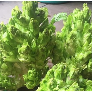 Hạt giống rau cải mầm đá