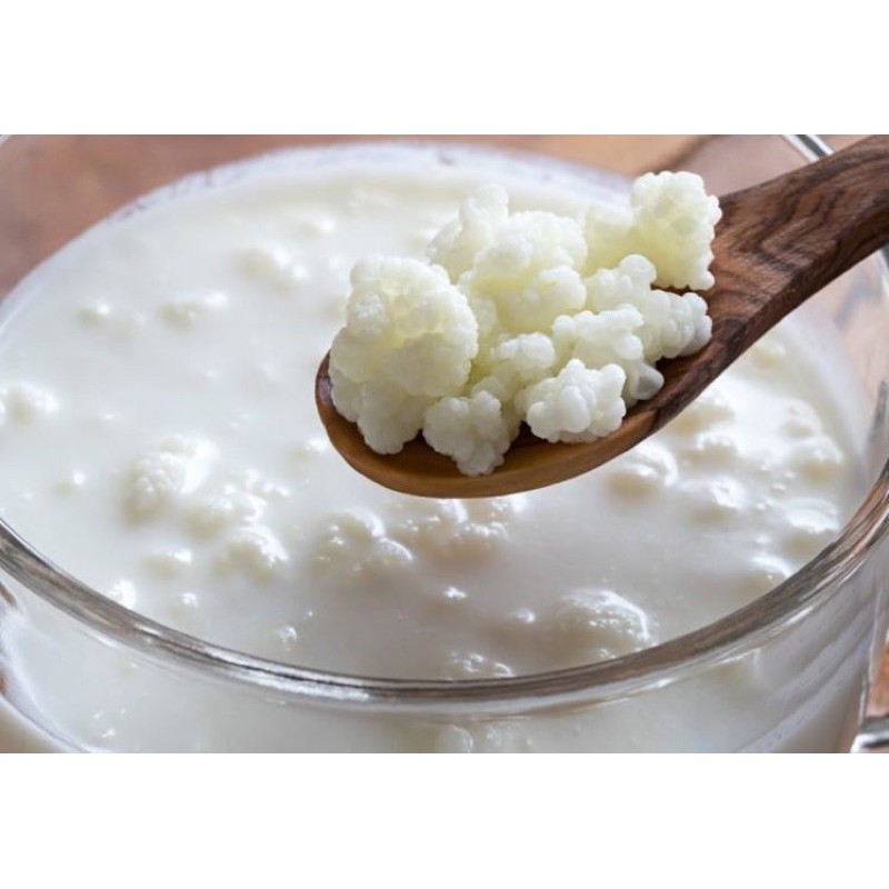 Rây lọc nấm Kefir, lọc trà, lọc cháo, rau củ