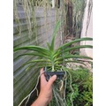 Lan Asco Vàng Lưỡi Đỏ - Vanda Lai Ngọc Điểm Thơm