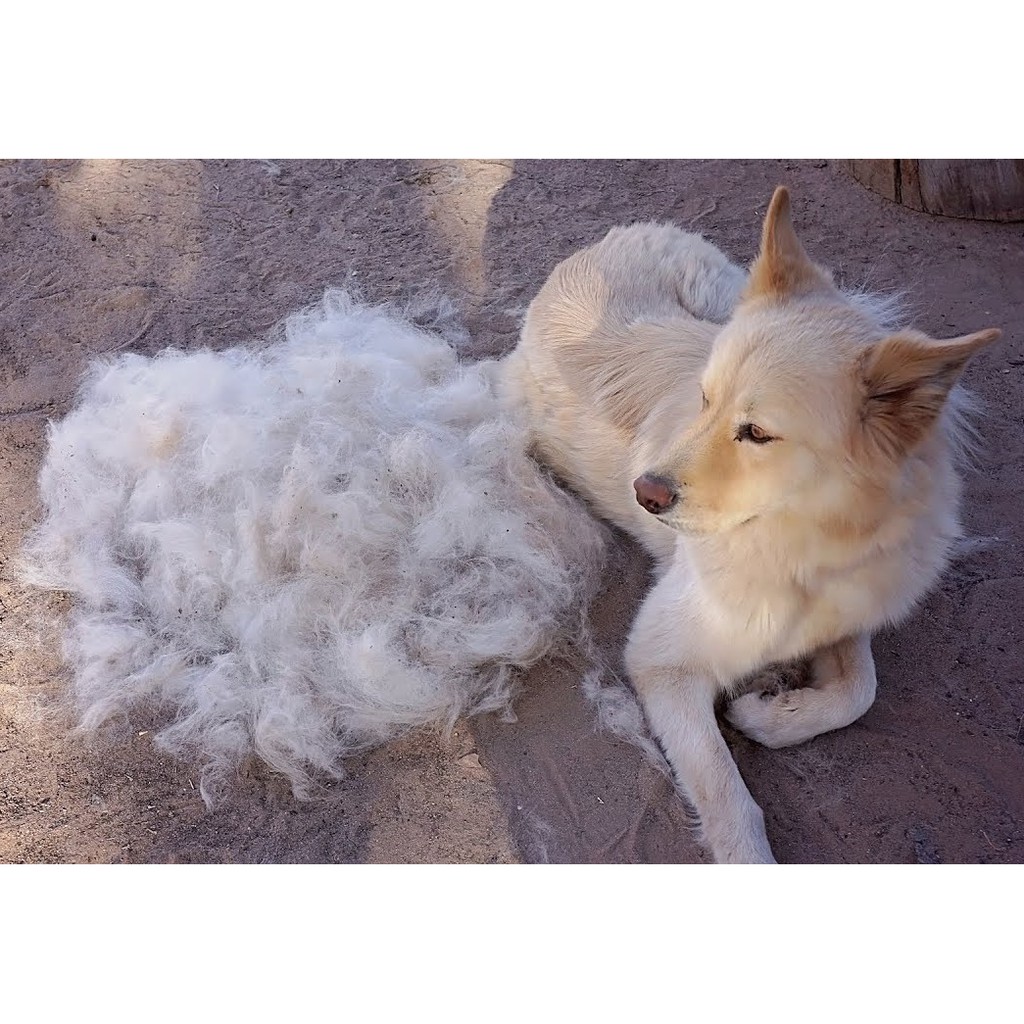 Lược Lấy Lông Và Gỡ Rối Chuyên Dụng Furminator