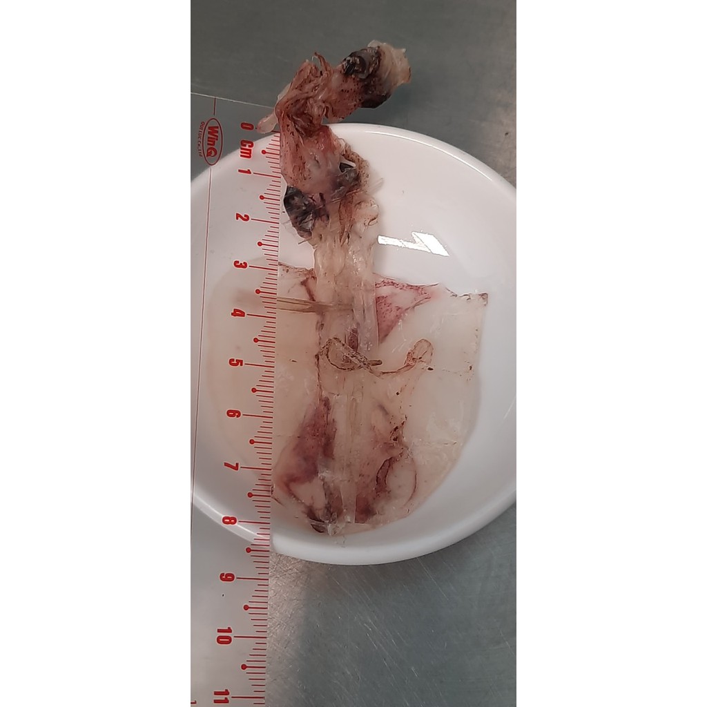 KHÔ MỰC SỮA MINI BABY 3Cm_5Cm như hình | BigBuy360 - bigbuy360.vn