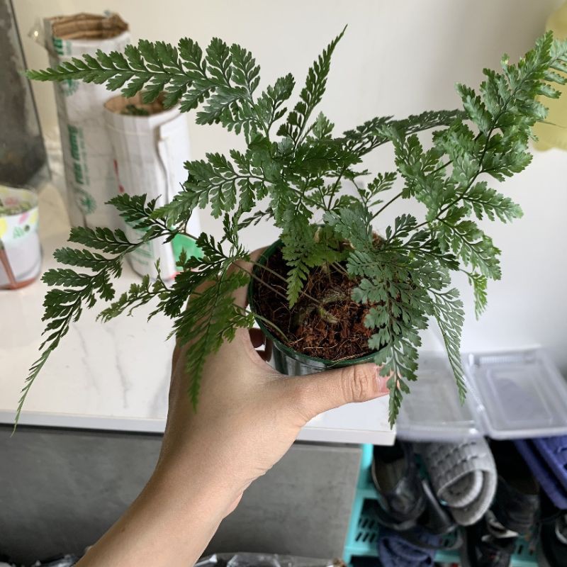 Dương xỉ Davallia, Dương xỉ chân vịt, dương xỉ chân thỏ, duơng xỉ mini - set bình terrarium, gắn lũa, đá hồ bán cạn