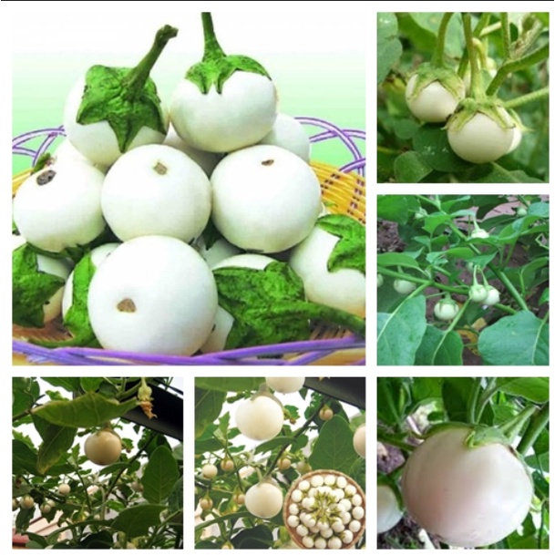 30H - #Hạt_Giống_Cà_Pháo_Xanh_Trắng_Tím ( tặng kèm kích mầm và phân bón )