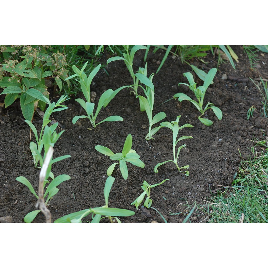 Hạt giống hoa Baby nhiều màu dễ trồng Gypsophila paniculata seeds