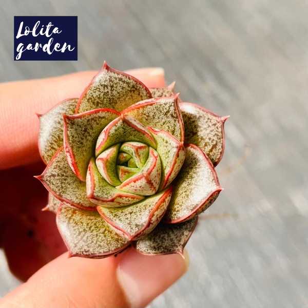 Sen đá hoa hồng đen Đà Lạt size mini cây cảnh trang trí nhà cửa Lolita garden