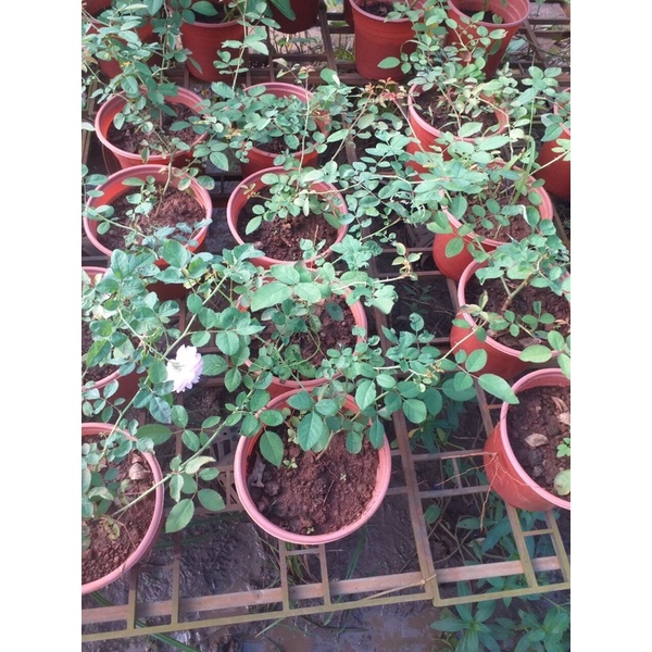 Hồng Đào cổ thơm dụi nhẹ