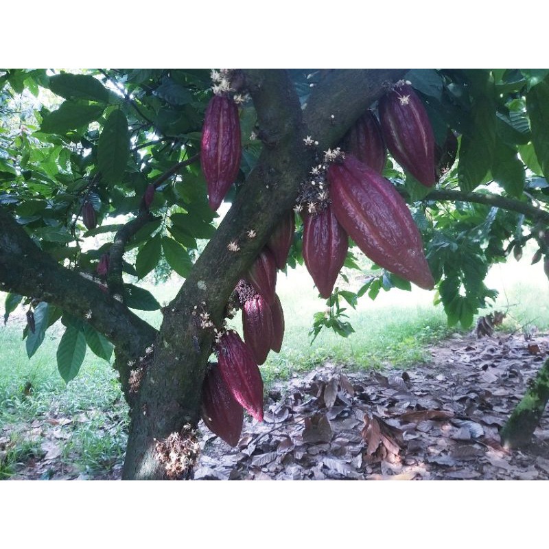 Cacao tươi  - Cocoa pod