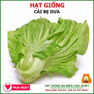 Hạt Giống Cải Bẹ Dưa - Dưa Cải Rạng Đông 10gram