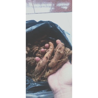 xá kén..củ địa liền