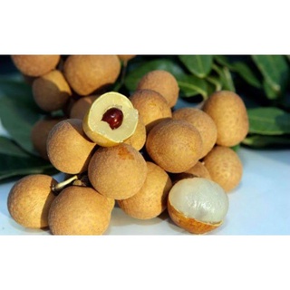 cây giống nhãn IDO thái lan