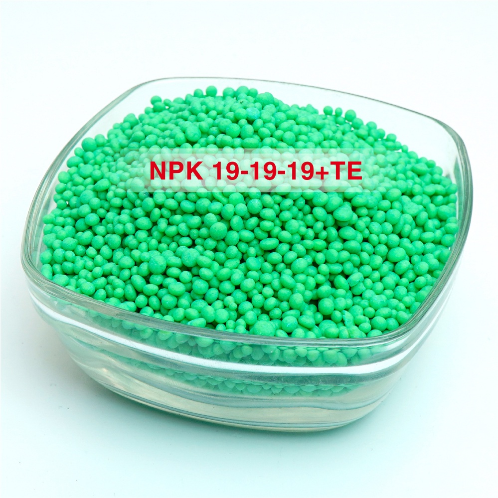 Phân bón chuyên bưởi NPK 19-19-19+Bo+TE