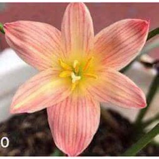 củ huệ mưa màu cam