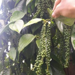 Hạt tiêu sạch Đăk Lăk 500g