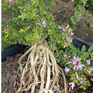 Linh Sam gạo - cây cảnh đẹp - cây có đế đẹp thuần chậu từ nhỏ.