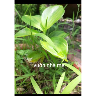 Cây mía dò ( cát lồi )