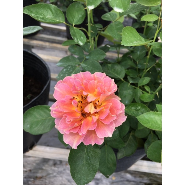 Hồng Pháp La Parisience