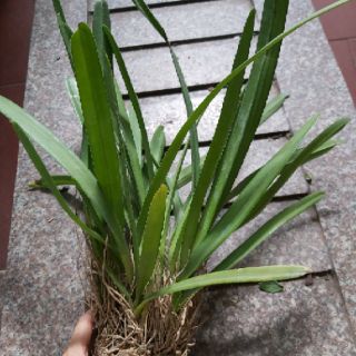 Kiếm Thái cây trưởng thành