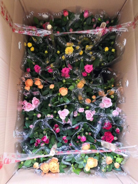 Hoa hồng siêu nụ abida, hàng sẵn hoa - hoa đẹp