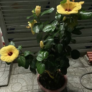 Cây 🌲 Bông dâm bụt Thái (siêu hoa)