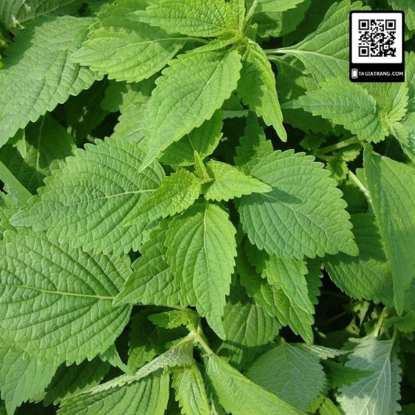 [Bán sỉ] - Hạt giống rau kinh giới