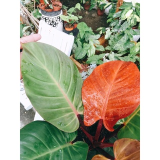 Philodendron Mccolley’s Final
