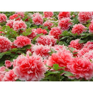 Cung Cấp Hạt Giống Hoa Mẫu Đơn Kép Mix 05 hạt (Đức) hạt đẹp