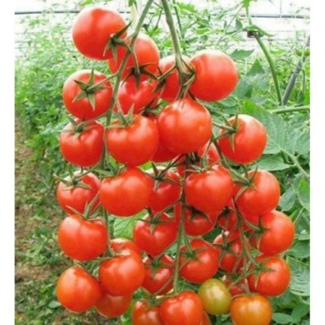 hạt giống Cà chua f1 TN