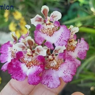 Hoa lan vũ nữ bút chì