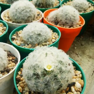 Xương rồng Mami plumosa