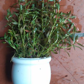 Cây thủy sinh vảy ốc bò (đỏ)